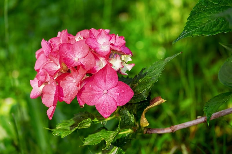 Floral Arrangements